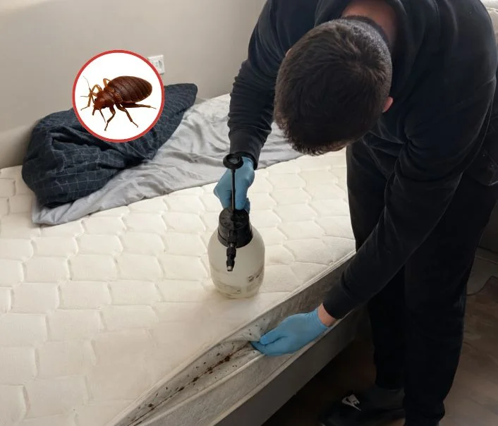 Technicien traitant un matelas contre les punaises de lit à Neufmoutiers-en-Brie